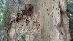 Von Termiten durchlöcherter Baum